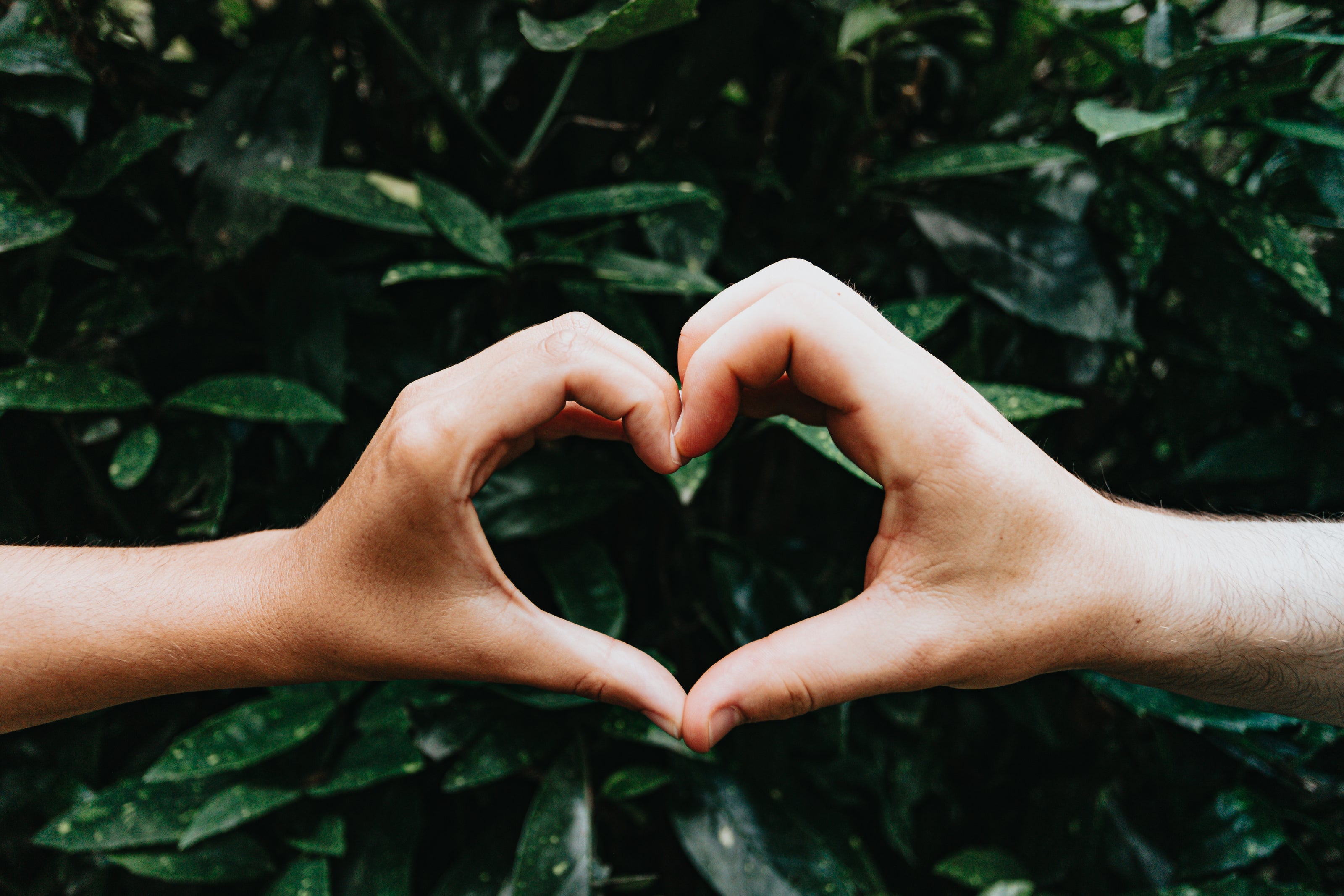 hands-form-a-heart-shape-against-green-leaves